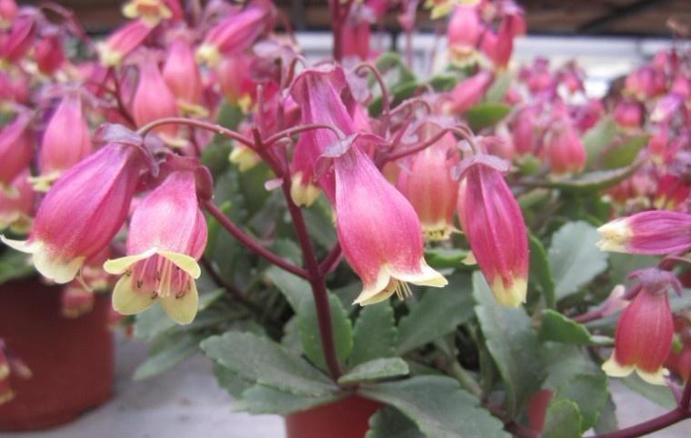 宫灯长寿花 景天科伽蓝菜属植物 搜狗百科