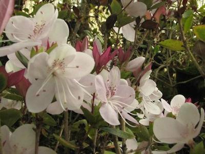 白马银花 杜鹃花科杜鹃属植物 搜狗百科