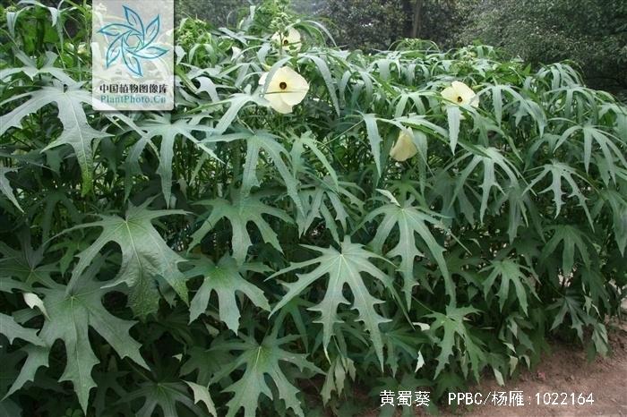 黄蜀葵 锦葵科秋葵属植物 搜狗百科