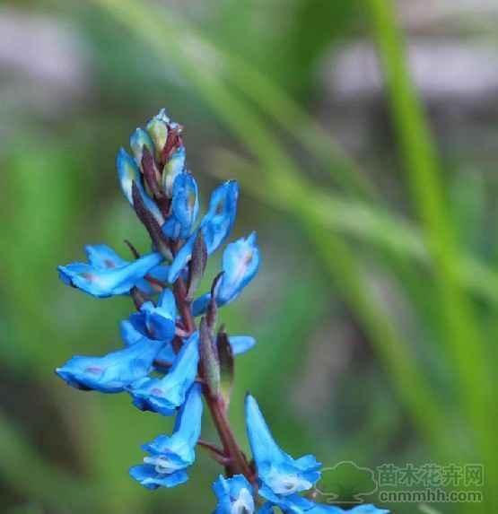 曲花紫堇 植物 搜狗百科