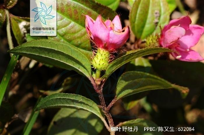 细叶野牡丹 野牡丹科野牡丹属植物 搜狗百科