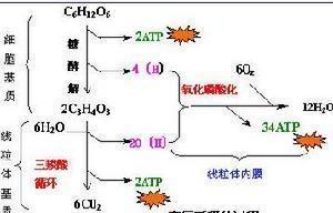 无氧呼吸 搜狗百科