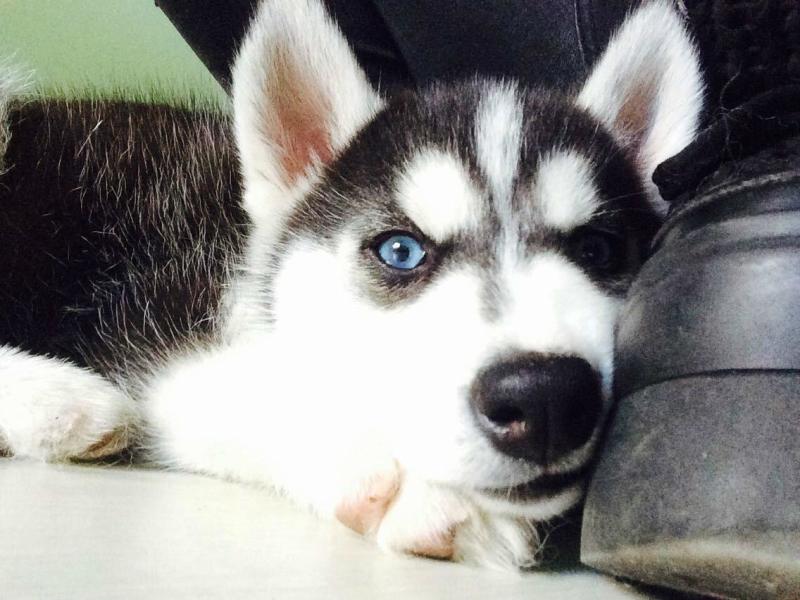 世界犬种智商排行 搜狗百科