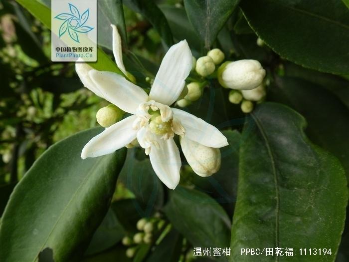 温州蜜柑 搜狗百科 温州蜜柑 搜狗百科