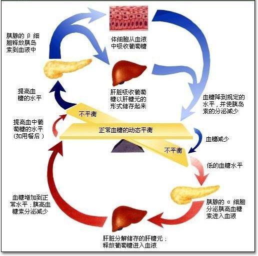 血糖调节 搜狗百科