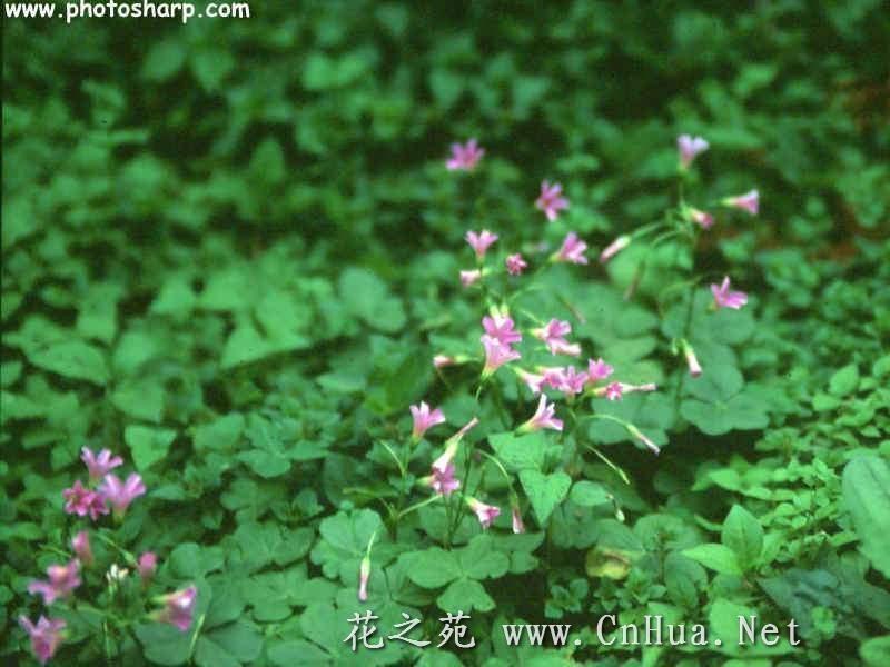 紫花酢酱草 搜狗百科 紫花酢酱草 搜狗百科
