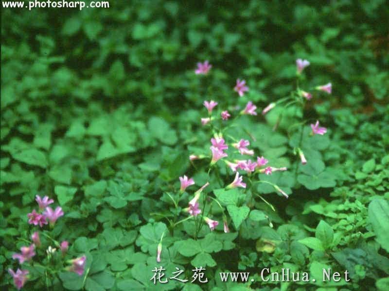 紫花酢酱草 搜狗百科