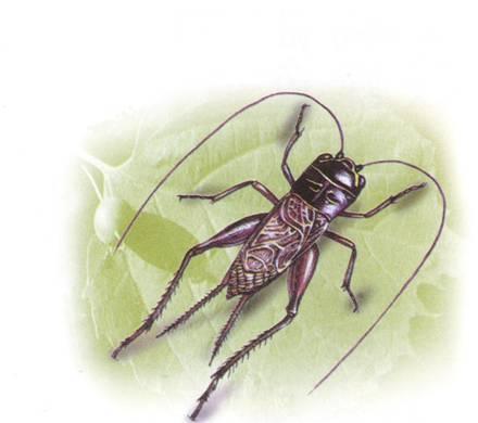 蟋蟀的住宅 让 亨利 卡西米尔 法布尔著书籍 搜狗百科