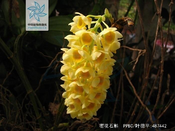 密花石斛 搜狗百科