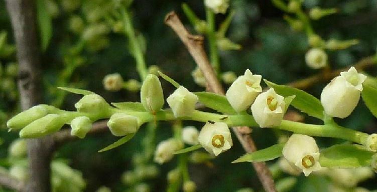 南天烛 杜鹃花科越橘属植物 搜狗百科