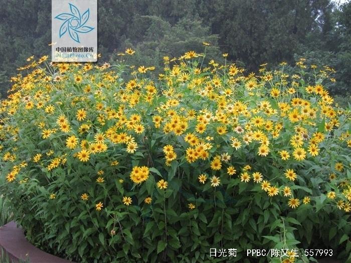 日光菊 搜狗百科 日光菊 搜狗百科