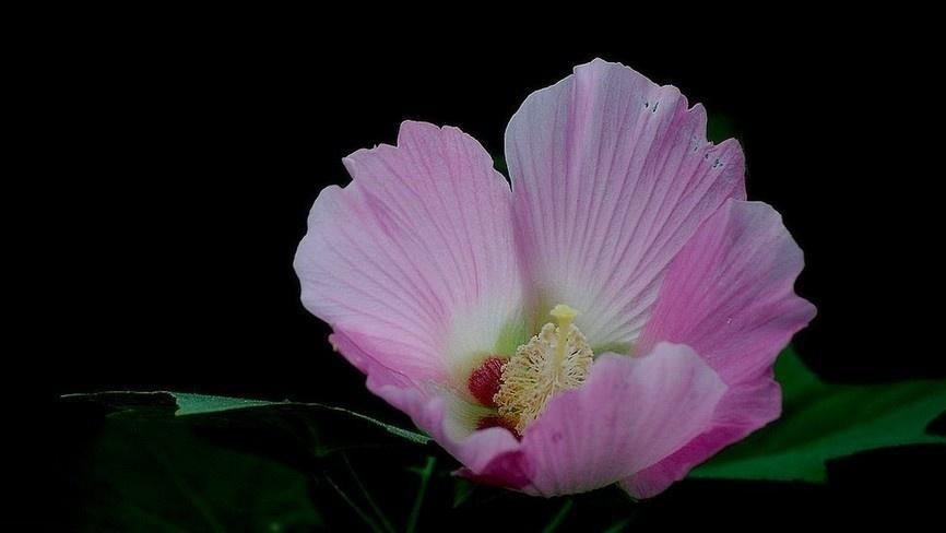 芙蓉葵 锦葵科木槿属植物 搜狗百科