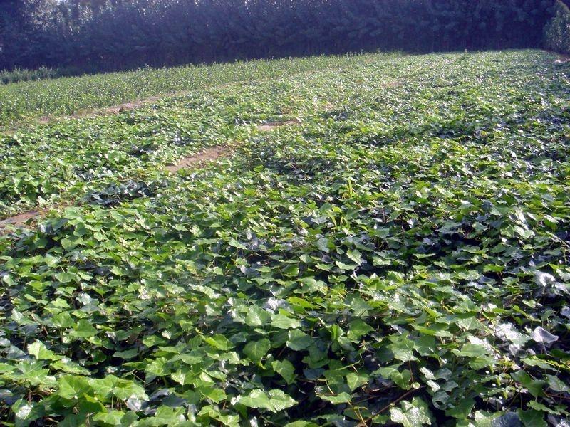 枫荷梨 五加科植物 搜狗百科