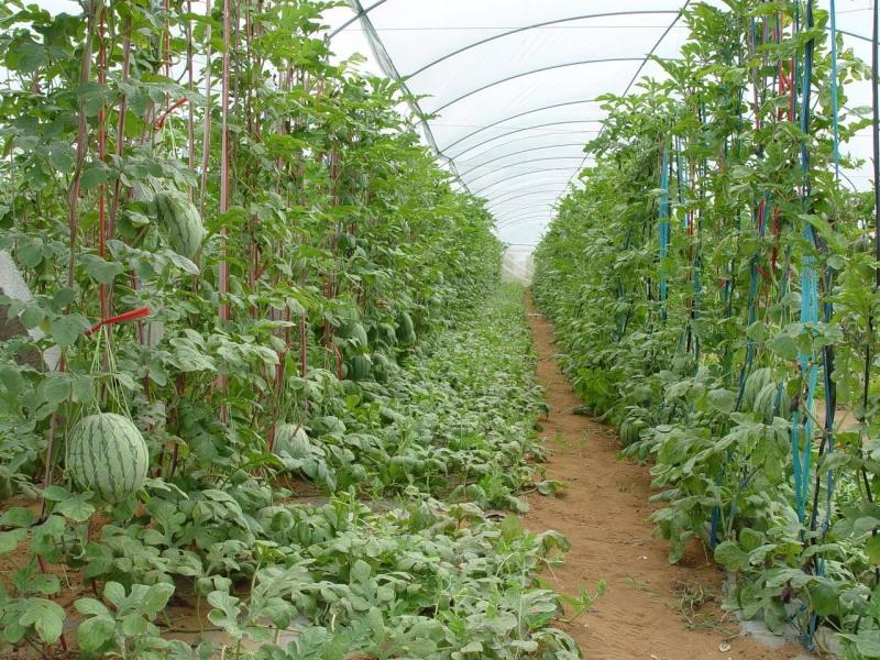 时令水果 搜狗百科