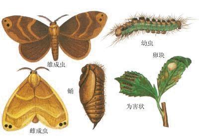 茶毛虫 毒蛾科黄毒蛾属动物 搜狗百科