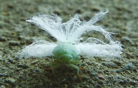 羽衣虫 搜狗百科