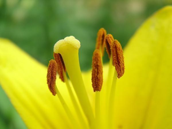 花药 搜狗百科