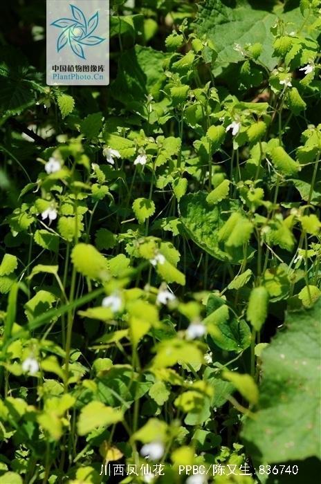 川西凤仙花 凤仙花科凤仙花属植物 搜狗百科