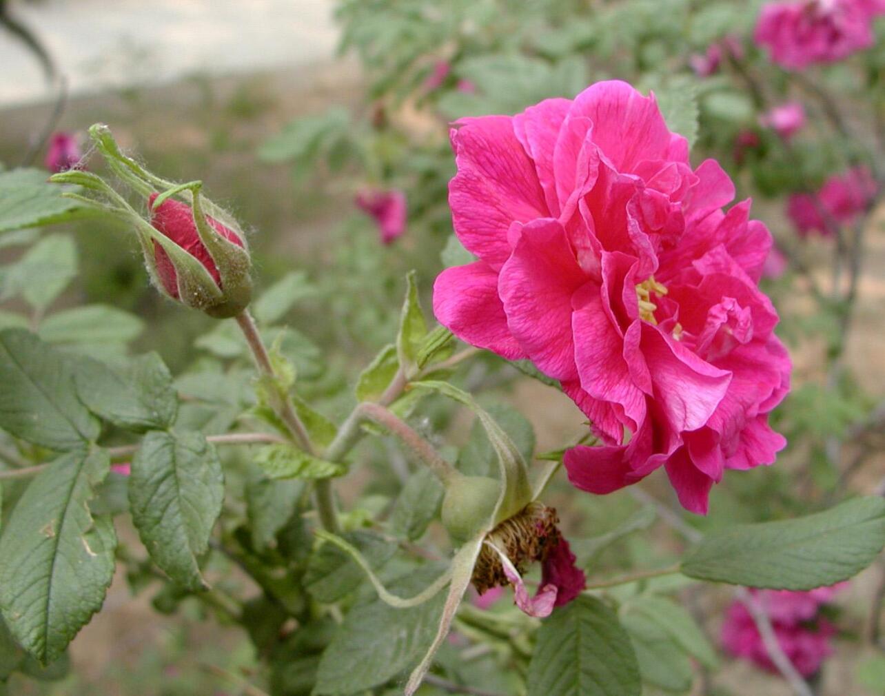 蔷薇科 蔷薇目下的一科 搜狗百科