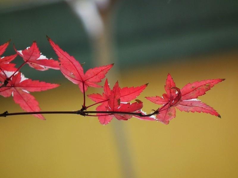 花红叶 搜狗百科