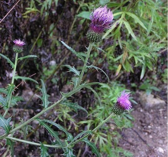 牛口刺(菊科蓟属植物)_搜狗百科