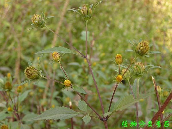 大狼把草 菊科鬼针草属植物 搜狗百科