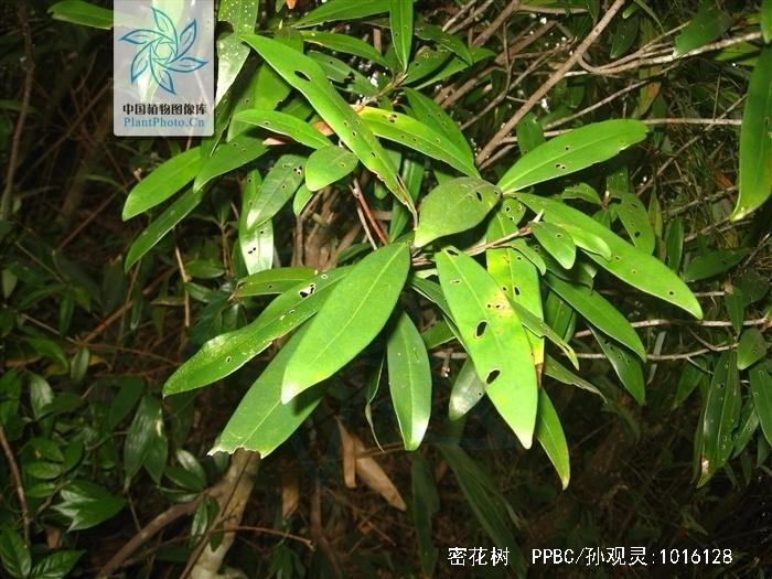 密花树 搜狗百科 密花树 搜狗百科
