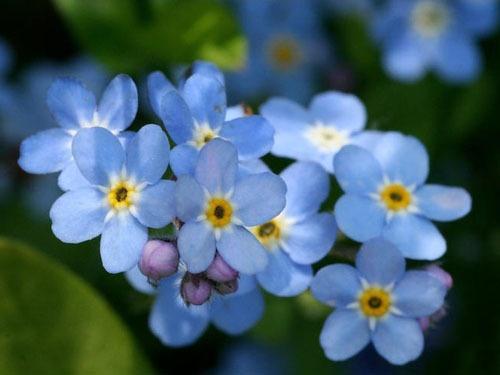 Forget Me Not 紫草科勿忘草属植物 搜狗百科 Forget Me Not 紫草科勿忘草属植物 搜狗百科