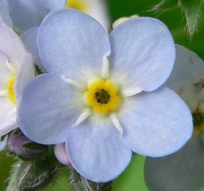 Forget Me Not 紫草科勿忘草属植物 搜狗百科