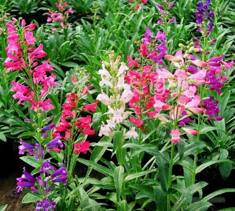 钓钟柳 玄参科钓钟柳属植物 搜狗百科