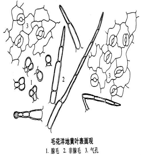 洋地黄 玄参科毛地黄属植物 搜狗百科