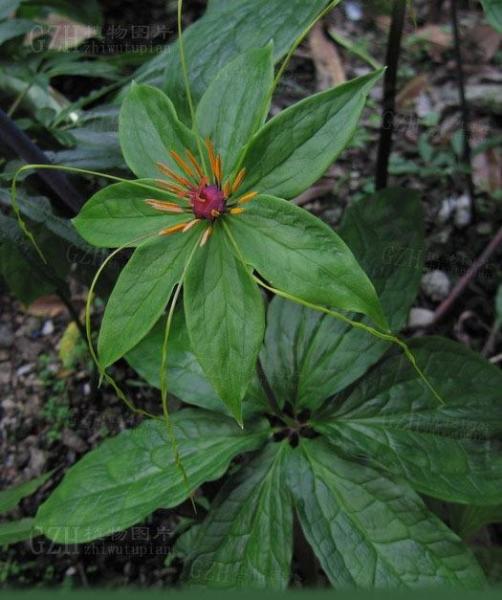 七叶一枝花 百合科重楼属植物 搜狗百科