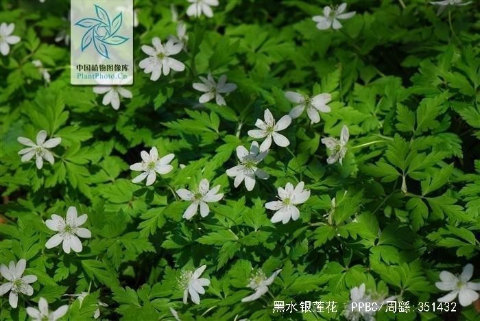 黑水银莲花 搜狗百科