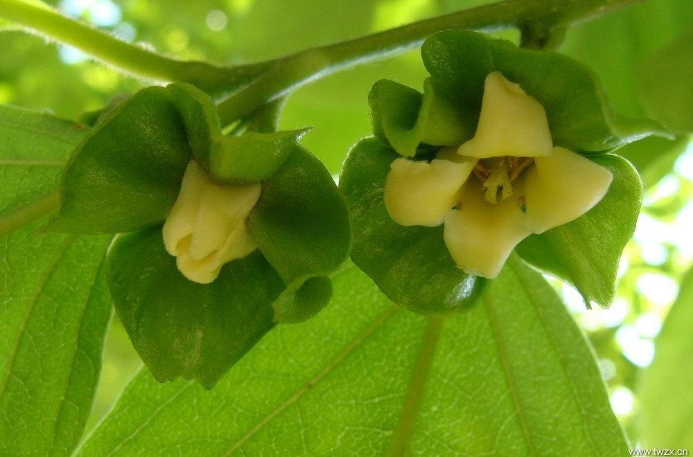 柿子花 柿树属植物 搜狗百科