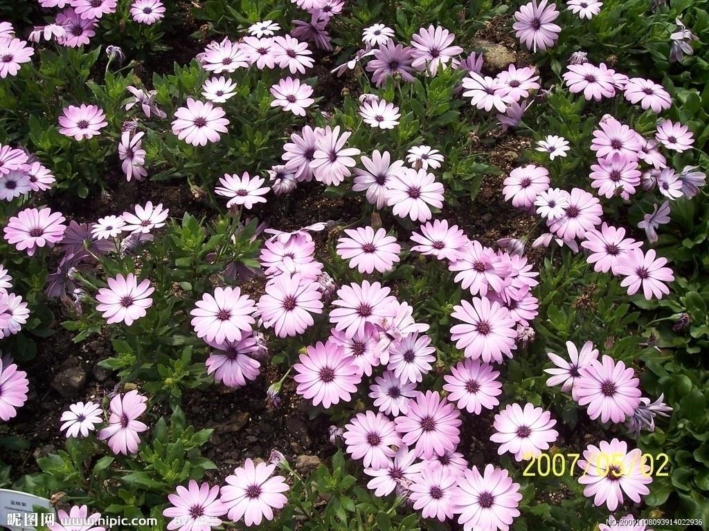 草花 花卉种类 搜狗百科