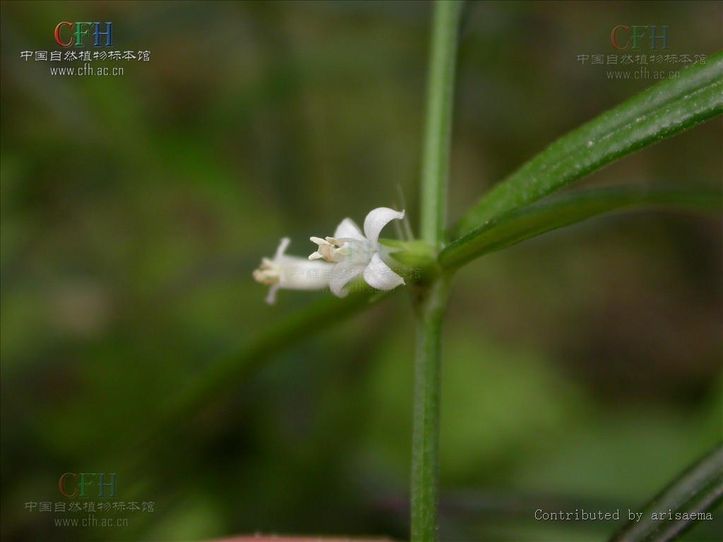 白花蛇草 茜草科耳草属植物 搜狗百科