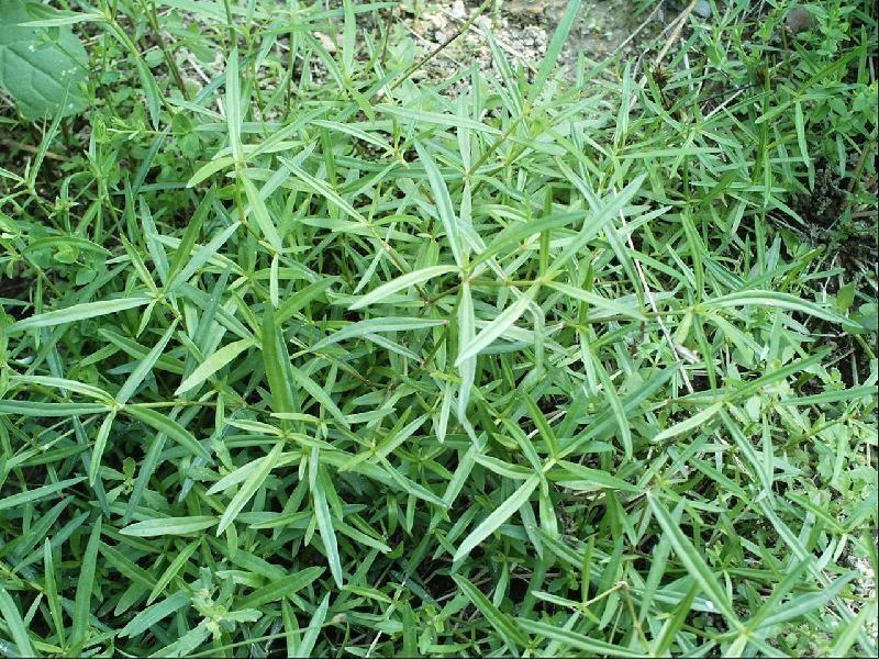 白花蛇草 搜狗百科 白花蛇草 搜狗百科