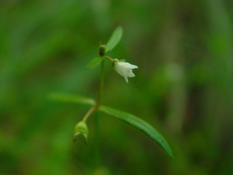 白花蛇草 搜狗百科