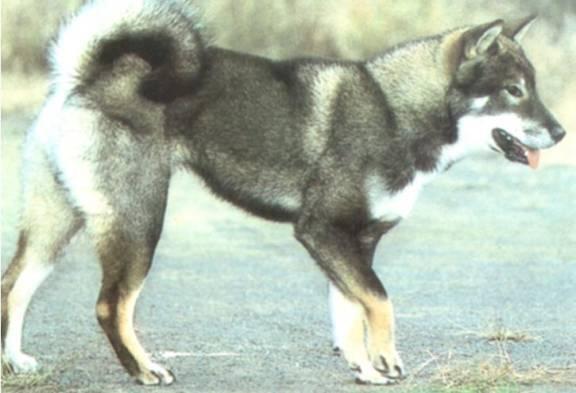 四国犬 搜狗百科