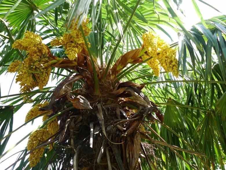 棕榈花 搜狗百科 棕榈花 搜狗百科