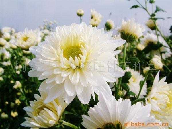 白菊花根 药菊科植物菊的根 搜狗百科