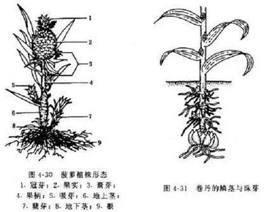 分生繁殖 搜狗百科