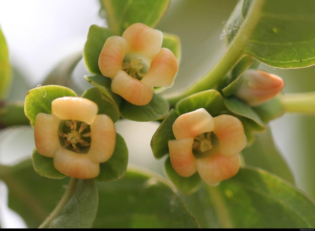 柿花 柿科植物 搜狗百科