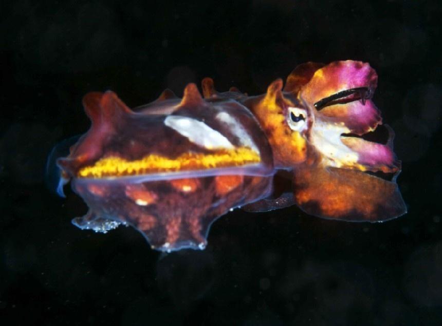 火焰乌贼 乌贼科花乌贼属动物 搜狗百科