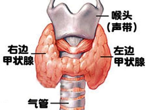 甲状腺病 搜狗百科