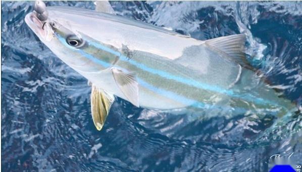 鰤鱼 鲹科鰤属动物 搜狗百科