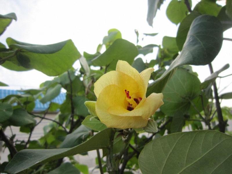 木槿属 搜狗百科 木槿属 搜狗百科
