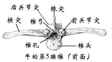 横突 搜狗百科