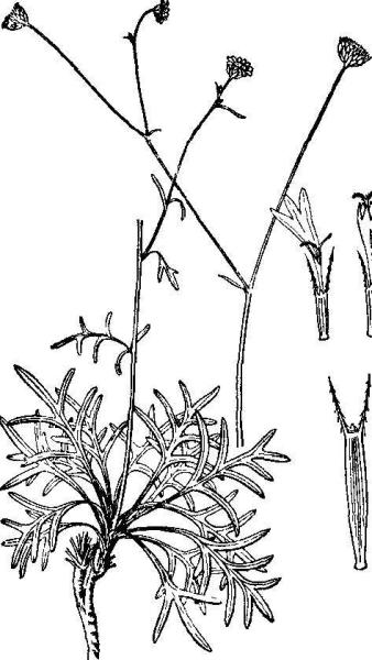 香茹 双子叶植物药菊科草本植物 搜狗百科 香茹 双子叶植物药菊科草本植物 搜狗百科