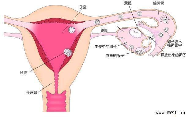 排卵日 搜狗百科